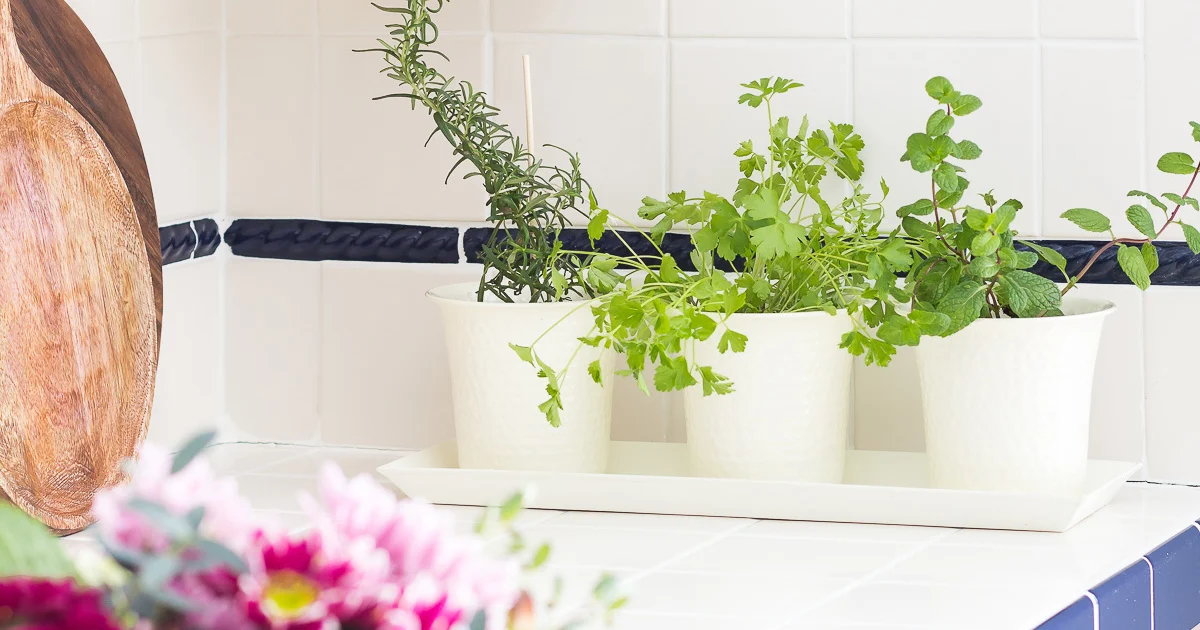 Read more about the article Herb garden in the kitchen: how to design your herb bed